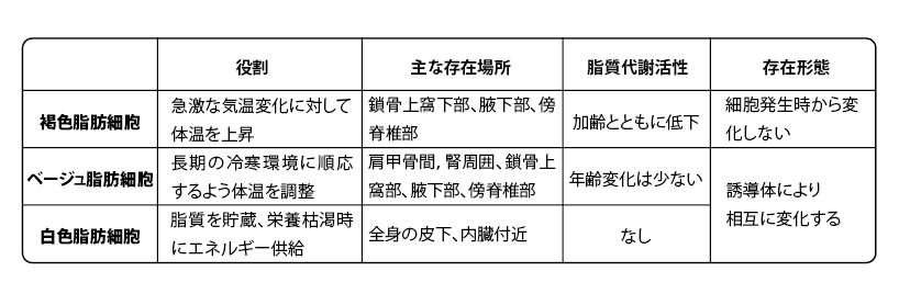 脂肪細胞の種類