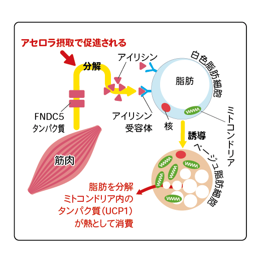 白色脂肪細胞からベージュ脂肪細胞に誘導