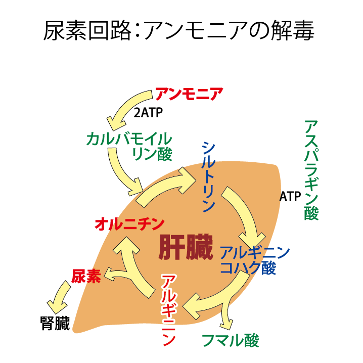 肝臓のアンモニア分解
