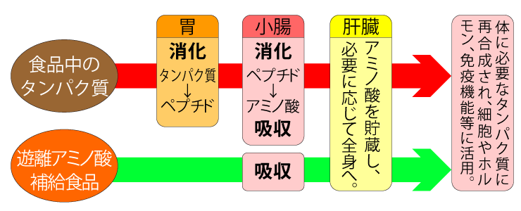 タンパク質の分解と吸収