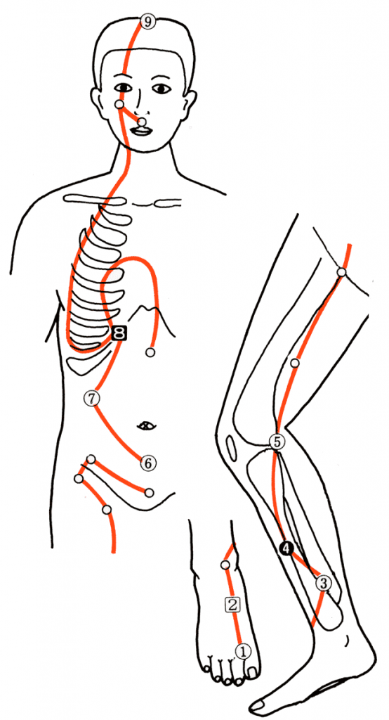 吸い玉治療肝臓治療点